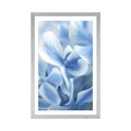 POSTER WITH MOUNT BLUE-WHITE HYDRANGEA FLOWERS - FLOWERS - POSTERS