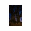 AFFICHE AVEC MONTURE ARBRES DE MONTAGNE DANS UN PAYSAGE NOCTURNE - NATURE - AFFICHES