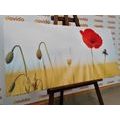 CANVAS PRINT WILD POPPY - PICTURES FLOWERS - PICTURES