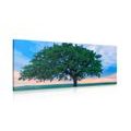 CANVAS PRINT LONELY OAK - PICTURES OF NATURE AND LANDSCAPE - PICTURES