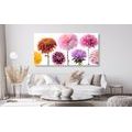 CANVAS PRINT DAHLIA FLOWERS IN A DIVERSE DESIGN - PICTURES FLOWERS - PICTURES