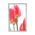 POSTER ROTE FELDTULPEN - BLUMEN - POSTER