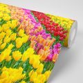 FOTOTAPETA ZAHRADA PLNÁ TULIPÁNŮ - TAPETY KVĚTINY - TAPETY