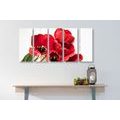 5-PIECE CANVAS PRINT RED TULIPS BLOOMING - PICTURES FLOWERS - PICTURES