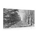 CANVAS PRINT AUTUMN AVENUE OF TREES IN BLACK AND WHITE - BLACK AND WHITE PICTURES - PICTURES