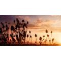 CANVAS PRINT GRASS BLADES ON A FIELD - PICTURES OF NATURE AND LANDSCAPE - PICTURES