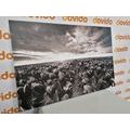 CANVAS PRINT SUNRISE OVER A MEADOW WITH TULIPS IN BLACK AND WHITE - BLACK AND WHITE PICTURES - PICTURES