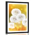 POSTER MIT PASSEPARTOUT FLAUSCHIGE PUSTEBLUME - BLUMEN - POSTER