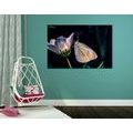 CANVAS PRINT BUTTERFLY ON A FLOWER - PICTURES OF ANIMALS{% if product.category.pathNames[0] != product.category.name %} - PICTURES{% endif %}