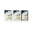 POSTER DANDELION ON A DARK BACKGROUND - FLOWERS - POSTERS