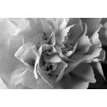 CANVAS PRINT CARNATION PETALS IN BLACK AND WHITE - BLACK AND WHITE PICTURES{% if product.category.pathNames[0] != product.category.name %} - PICTURES{% endif %}