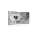 CANVAS PRINT MAGICAL DANDELION IN BLACK AND WHITE - BLACK AND WHITE PICTURES - PICTURES