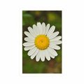 POSTER DAISY FLOWER - FLOWERS - POSTERS