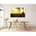 CANVAS PRINT SUNSET IN THE GRASS - PICTURES OF NATURE AND LANDSCAPE - PICTURES