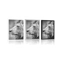 POSTER AFRICAN LION IN BLACK AND WHITE - BLACK AND WHITE - POSTERS