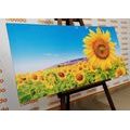 CANVAS PRINT SUNFLOWER FIELD - PICTURES - 🔥 TOTAL SALE 🔥