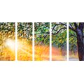 5-PIECE CANVAS PRINT SUNRISE IN THE FOREST - PICTURES OF NATURE AND LANDSCAPE - PICTURES