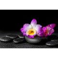 SELF ADHESIVE WALL MURAL ORCHID ON ZEN STONES - SELF-ADHESIVE WALLPAPERS - WALLPAPERS