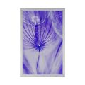 POSTER DANDELION IN PURPLE DESIGN - FLOWERS - POSTERS