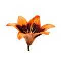 CANVAS PRINT ORANGE LILY - PICTURES FLOWERS - PICTURES