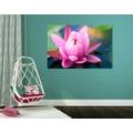 CANVAS PRINT BEAUTIFUL PINK FLOWER ON A LAKE - PICTURES FLOWERS - PICTURES