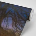 PAPIER PEINT AUTOCOLLANT ARBRES DANS UN PAYSAGE NOCTURNE - PAPIERS PEINTS AUTOCOLLANTS - PAPIER PEINT