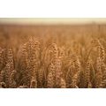 CANVAS PRINT GRAIN FIELD - PICTURES OF NATURE AND LANDSCAPE - PICTURES