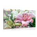 CANVAS PRINT BLOOMING LILIES IN THE GARDEN - PICTURES FLOWERS - PICTURES