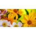 CANVAS PRINT SUMMER BOUQUET - PICTURES FLOWERS - PICTURES