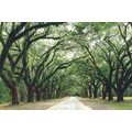 WALL MURAL TREES IN EMBRACE - WALLPAPERS NATURE - WALLPAPERS