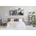 CANVAS PRINT GRASS IN BLACK AND WHITE - BLACK AND WHITE PICTURES - PICTURES