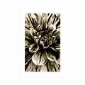 POSTER WITH MOUNT EXOTIC DAHLIA IN SEPIA DESIGN - BLACK AND WHITE - POSTERS