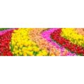 CANVAS PRINT COLORFUL TULIPS - PICTURES FLOWERS{% if product.category.pathNames[0] != product.category.name %} - PICTURES{% endif %}
