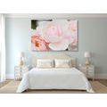 CANVAS PRINT FULL OF ROSES - PICTURES FLOWERS - PICTURES