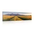 CANVAS PRINT SUNSET OVER A WHEAT FIELD - PICTURES OF NATURE AND LANDSCAPE - PICTURES