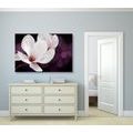 CANVAS PRINT MAGNOLIA FLOWER ON AN ABSTRACT BACKGROUND - PICTURES FLOWERS - PICTURES