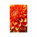 PLAGÁT ORANŽOVÁ DÁLIA - KVETY - PLAGÁTY