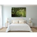 CANVAS PRINT FAIRYTALE FOREST - PICTURES OF NATURE AND LANDSCAPE - PICTURES