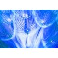 CANVAS PRINT DANDELION IN A BLUE DESIGN - PICTURES FLOWERS - PICTURES