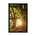 POSTER MAJESTIC TREES - NATURE - POSTERS
