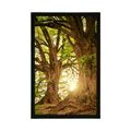 AFFICHE ARBRES MAJESTUEUX - NATURE - AFFICHES