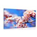 CANVAS PRINT SPRING CHERRY BLOSSOMS - PICTURES FLOWERS - PICTURES