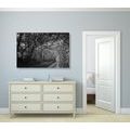 CANVAS PRINT BLACK AND WHITE FOREST - BLACK AND WHITE PICTURES - PICTURES