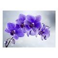 SELF ADHESIVE WALLPAPER PURPLE ORCHID - WALLPAPERS