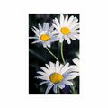 POSTER DAISIES IN THE GARDEN - FLOWERS - POSTERS