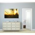CANVAS PRINT SUNSET IN THE GRASS - PICTURES OF NATURE AND LANDSCAPE - PICTURES