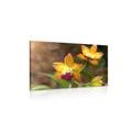 WANDBILD ORANGE ORCHIDEE - BILDER BLUMEN - BILDER