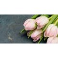 CANVAS PRINT PASTEL PINK TULIPS - PICTURES FLOWERS - PICTURES