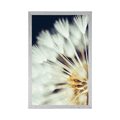 POSTER DANDELION ON A DARK BACKGROUND - FLOWERS - POSTERS