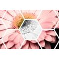 SELF ADHESIVE WALLPAPER GERBERA IN A HEXAGON - SELF-ADHESIVE WALLPAPERS - WALLPAPERS